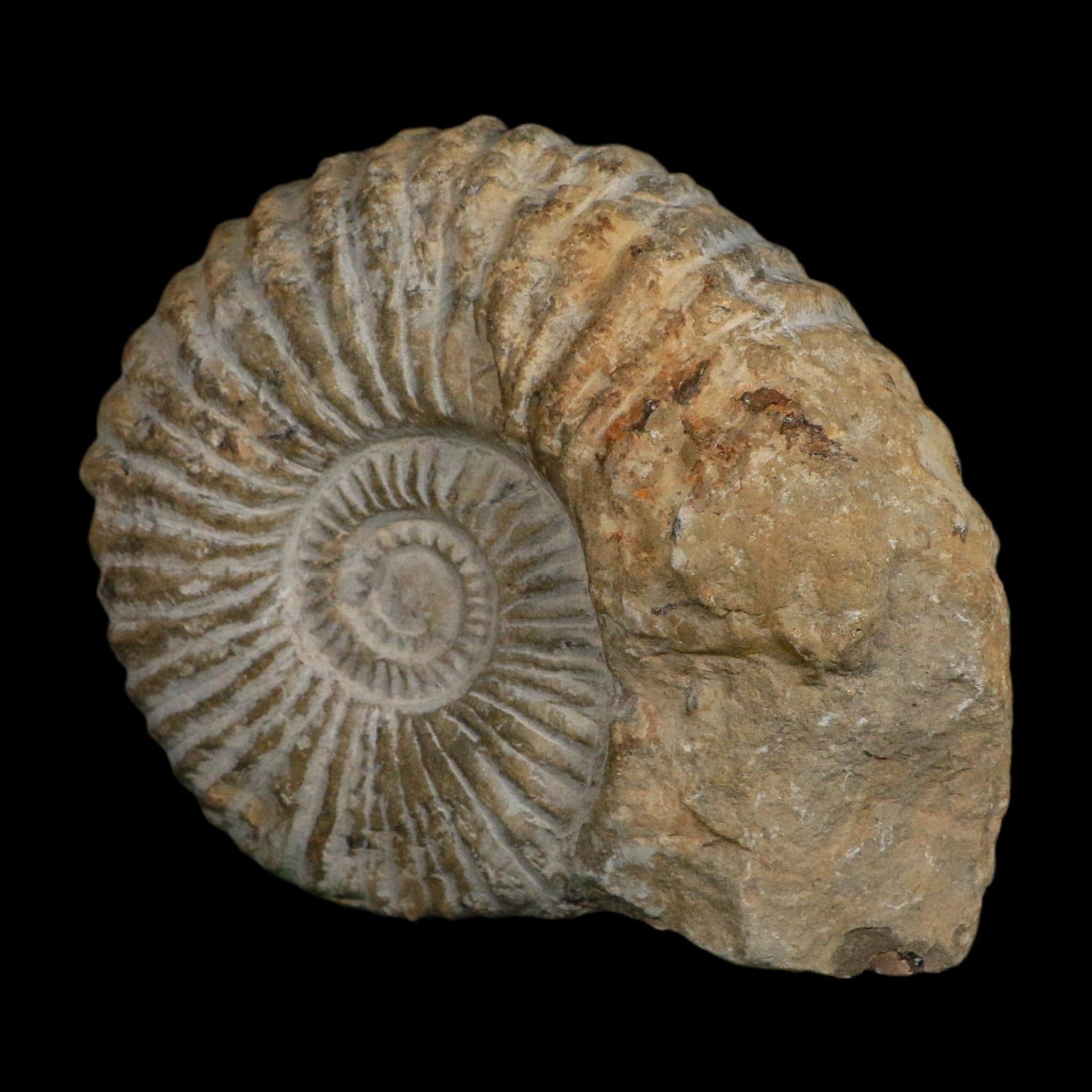 4.8" Acanthoceras Ammonite Fossil Agadir Morocco 360 Million Year Old COA - Fossil Age Minerals