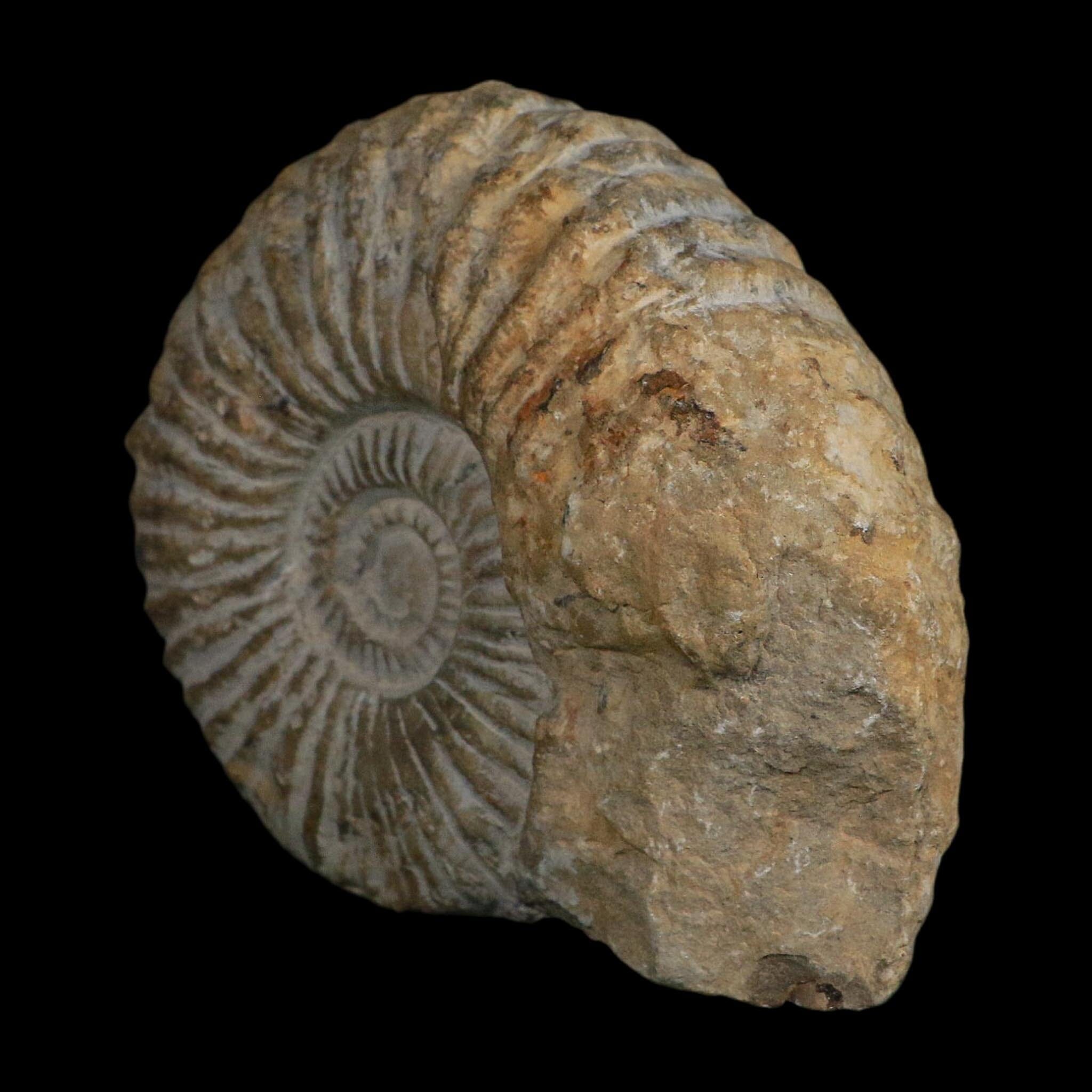 4.8" Acanthoceras Ammonite Fossil Agadir Morocco 360 Million Year Old COA - Fossil Age Minerals