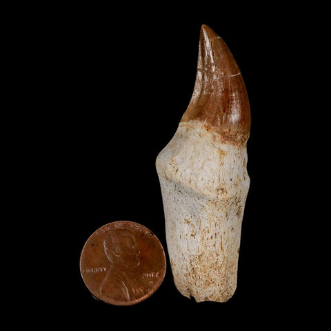 2.4" Halisaurus Walkeri Mosasaur Fossil Tooth Rooted Cretaceous Dinosaur Era COA - Fossil Age Minerals