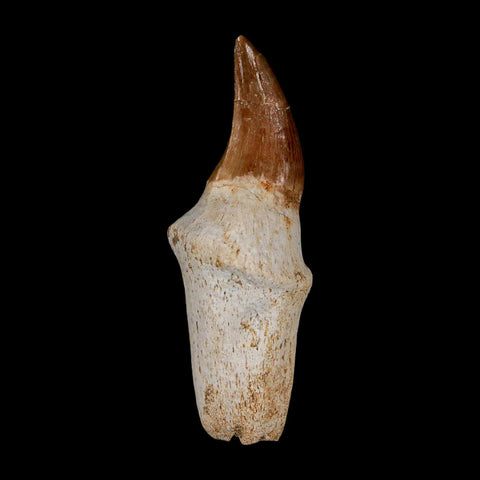 2.4" Halisaurus Walkeri Mosasaur Fossil Tooth Rooted Cretaceous Dinosaur Era COA - Fossil Age Minerals