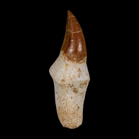 2.4" Halisaurus Walkeri Mosasaur Fossil Tooth Rooted Cretaceous Dinosaur Era COA - Fossil Age Minerals