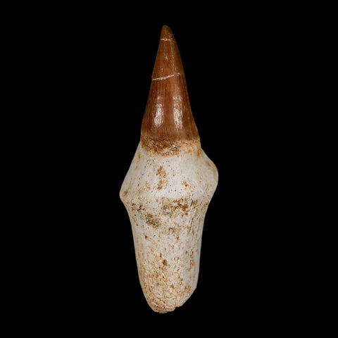 2.4" Halisaurus Walkeri Mosasaur Fossil Tooth Rooted Cretaceous Dinosaur Era COA - Fossil Age Minerals