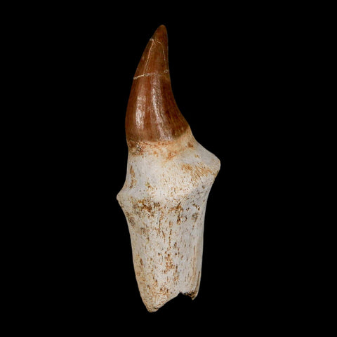 2.4" Halisaurus Walkeri Mosasaur Fossil Tooth Rooted Cretaceous Dinosaur Era COA - Fossil Age Minerals