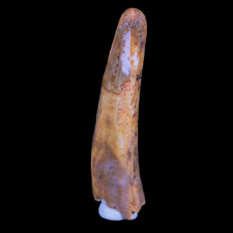 1.4" Pterosaur Coloborhynchus Fossil Tooth Upper Cretaceous Morocco COA, Stand - Fossil Age Minerals