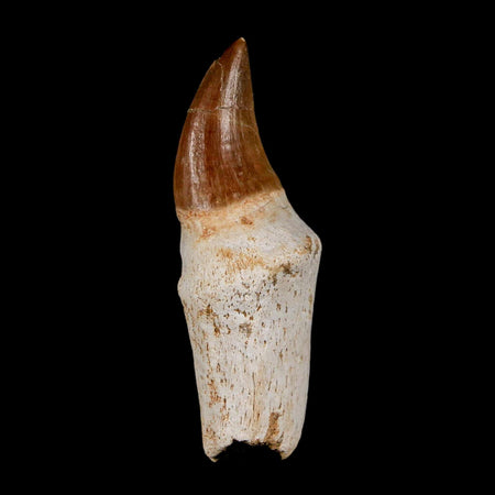2.4" Halisaurus Walkeri Mosasaur Fossil Tooth Rooted Cretaceous Dinosaur Era COA