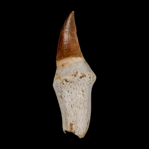 2.4" Halisaurus Walkeri Mosasaur Fossil Tooth Rooted Cretaceous Dinosaur Era COA - Fossil Age Minerals