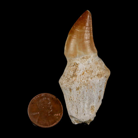 2.4" Mosasaur Prognathodon Anceps Fossil Tooth Rooted Cretaceous Dinosaur Era COA - Fossil Age Minerals