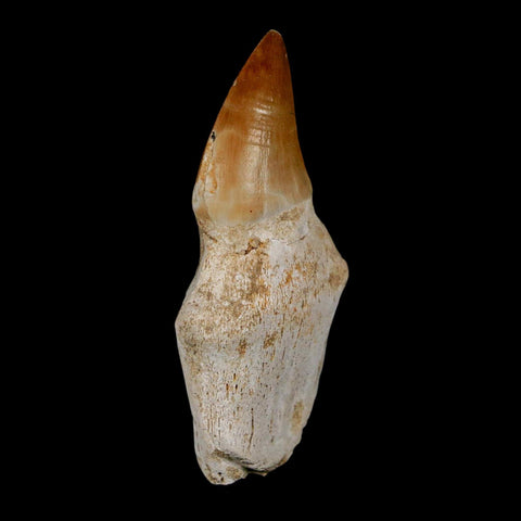 2.4" Mosasaur Prognathodon Anceps Fossil Tooth Rooted Cretaceous Dinosaur Era COA - Fossil Age Minerals
