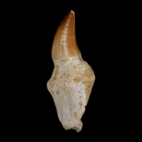 2.4" Mosasaur Prognathodon Anceps Fossil Tooth Rooted Cretaceous Dinosaur Era COA - Fossil Age Minerals