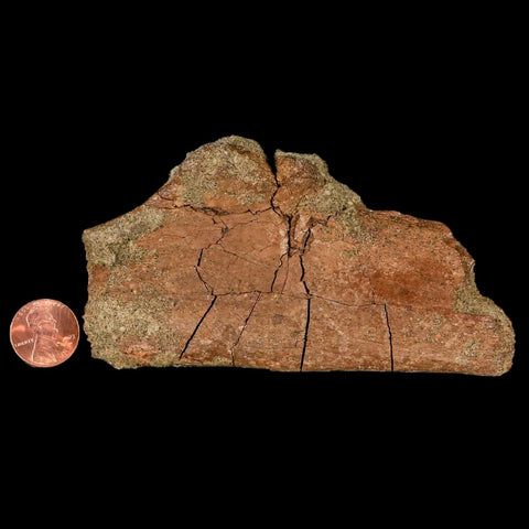 4.6" Triceratops Fossil Rib Bone Lance Creek FM Cretaceous Dinosaur WY COA - Fossil Age Minerals