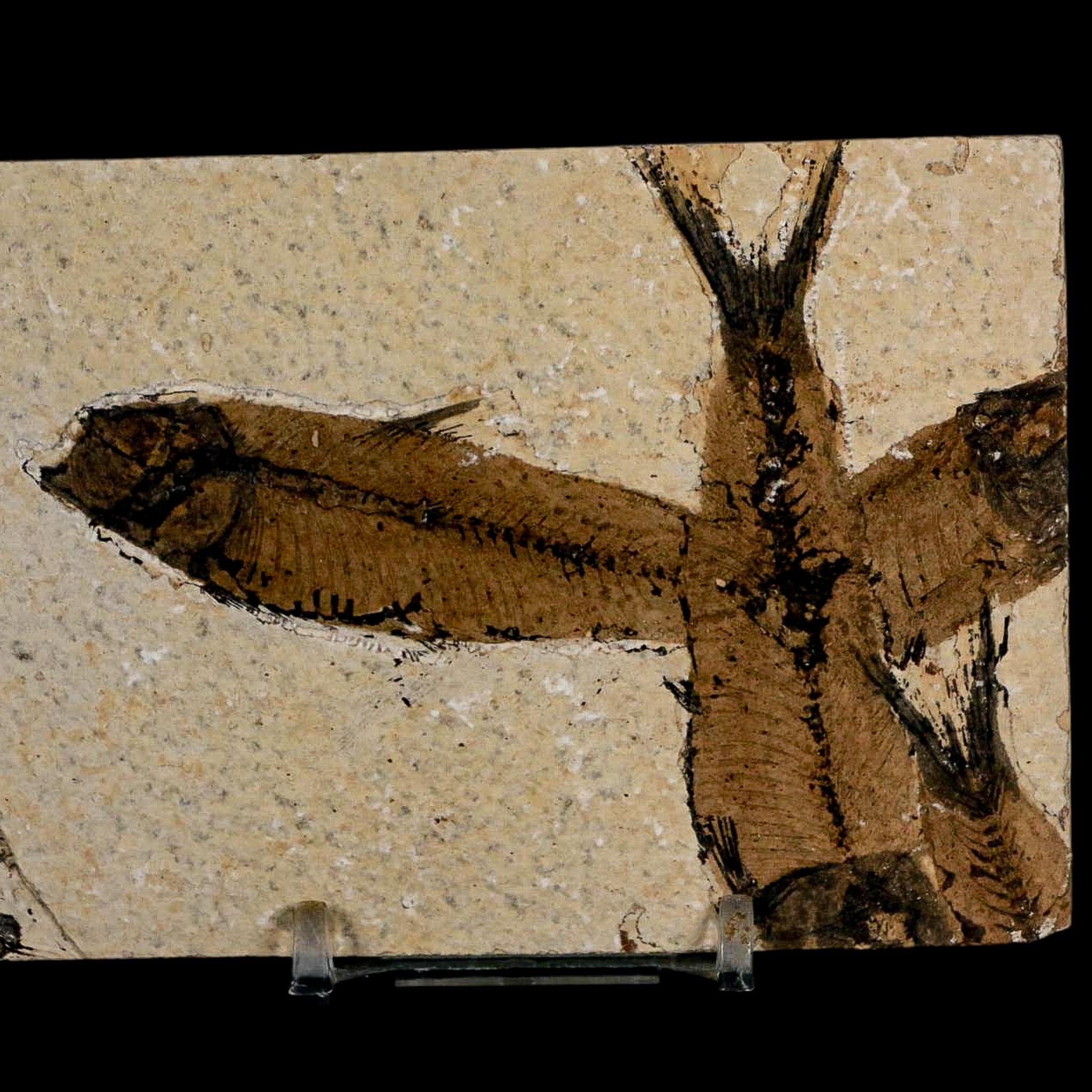 2 Two Knightia Eocaena Fossil Fish Green River FM Wyoming Eocene Age COA & Stand - Fossil Age Minerals