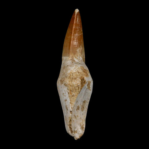 2.4" Mosasaur Prognathodon Anceps Fossil Tooth Rooted Cretaceous Dinosaur Era COA - Fossil Age Minerals
