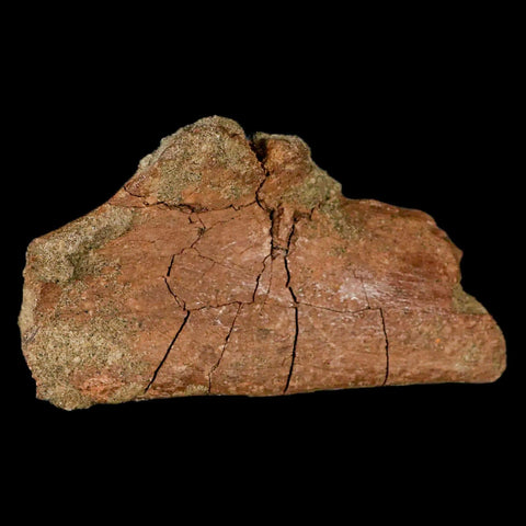 4.6" Triceratops Fossil Rib Bone Lance Creek FM Cretaceous Dinosaur WY COA - Fossil Age Minerals