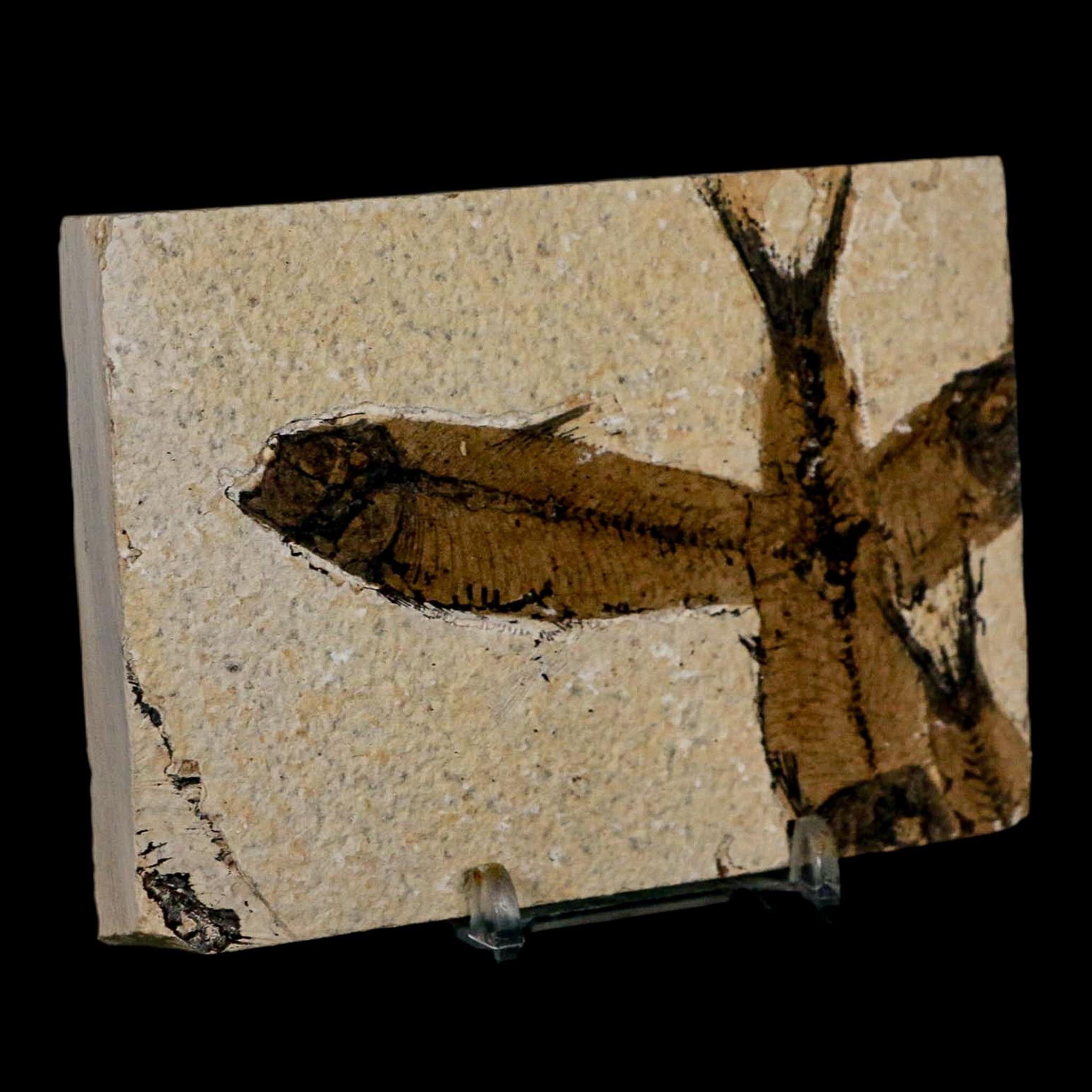 2 Two Knightia Eocaena Fossil Fish Green River FM Wyoming Eocene Age COA & Stand - Fossil Age Minerals