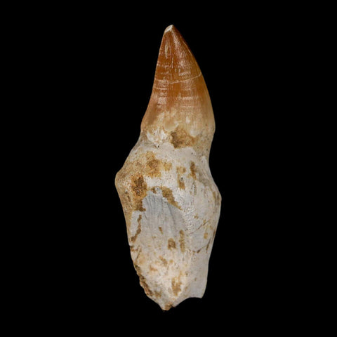 2.4" Mosasaur Prognathodon Anceps Fossil Tooth Rooted Cretaceous Dinosaur Era COA - Fossil Age Minerals