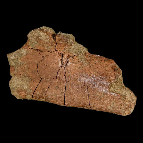 4.6" Triceratops Fossil Rib Bone Lance Creek FM Cretaceous Dinosaur WY COA - Fossil Age Minerals