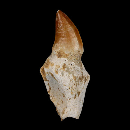 2.4" Mosasaur Prognathodon Anceps Fossil Tooth Rooted Cretaceous Dinosaur Era COA