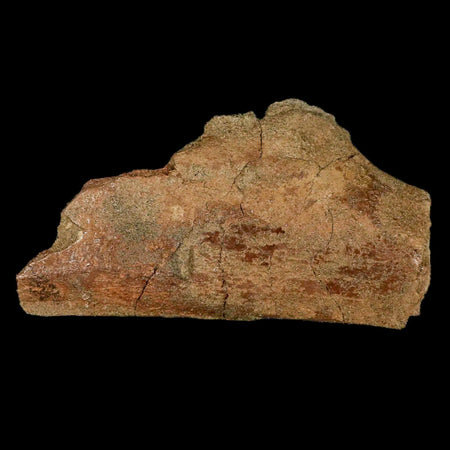 4.6" Triceratops Fossil Rib Bone Lance Creek FM Cretaceous Dinosaur WY COA