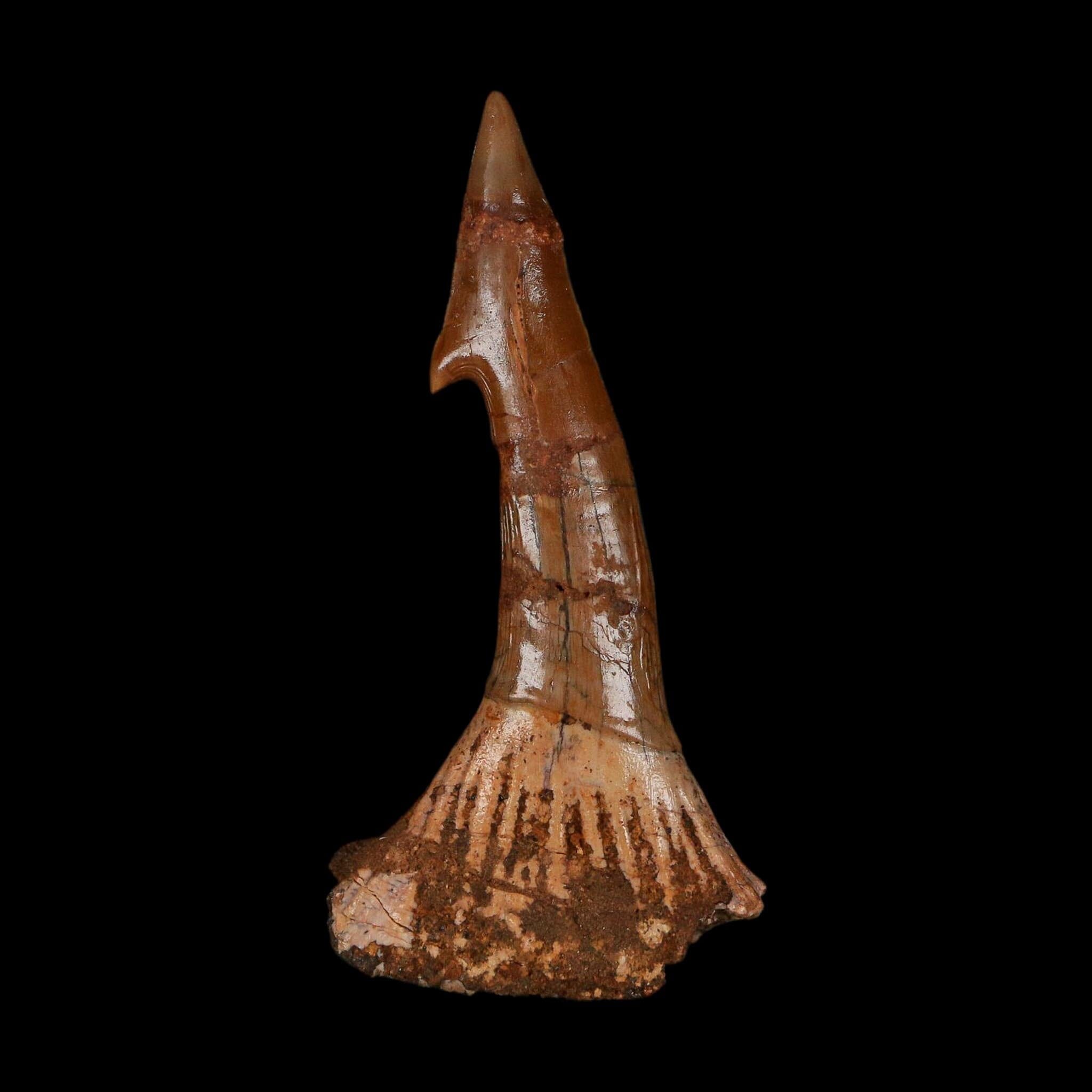 XL 2.6" Sawfish Fossil Tooth Barb Onchopristis Numidus Cretaceous Dinosaur Era COA