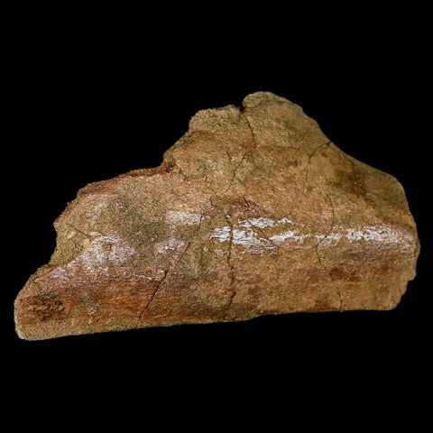 4.6" Triceratops Fossil Rib Bone Lance Creek FM Cretaceous Dinosaur WY COA - Fossil Age Minerals