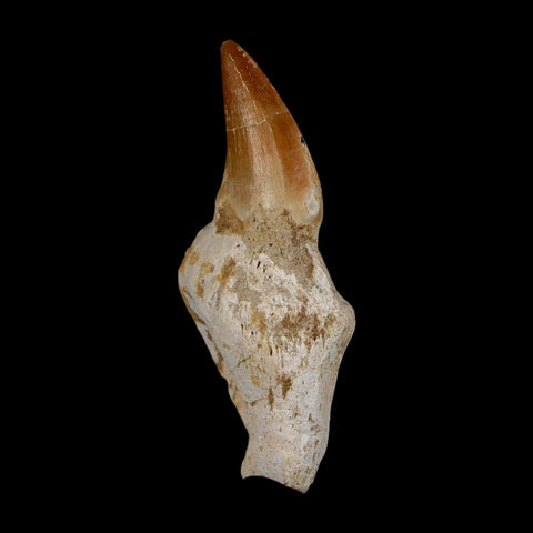 2.4" Mosasaur Prognathodon Anceps Fossil Tooth Rooted Cretaceous Dinosaur Era COA - Fossil Age Minerals