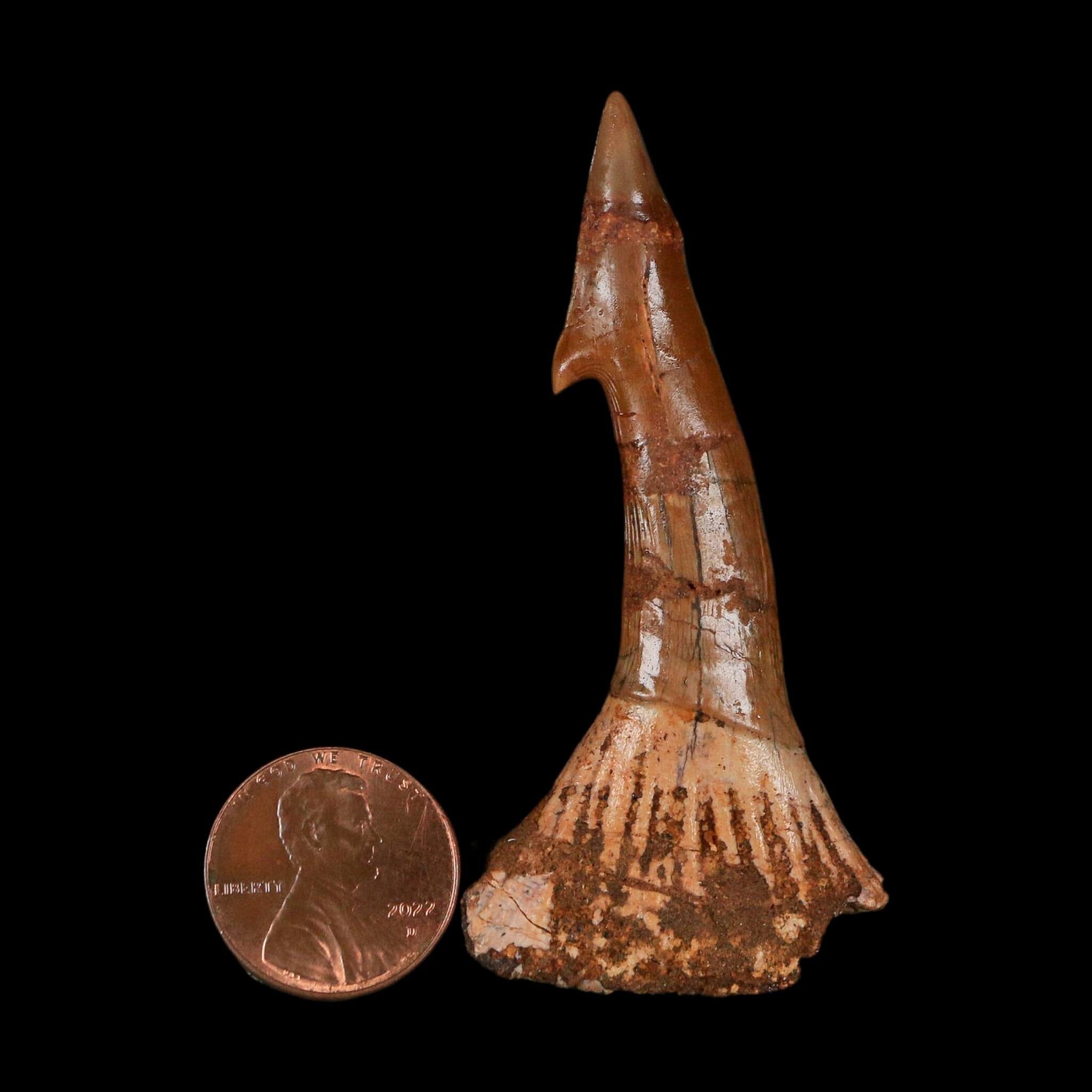 XL 2.6" Sawfish Fossil Tooth Barb Onchopristis Numidus Cretaceous Dinosaur Era COA