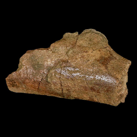 4.6" Triceratops Fossil Rib Bone Lance Creek FM Cretaceous Dinosaur WY COA - Fossil Age Minerals