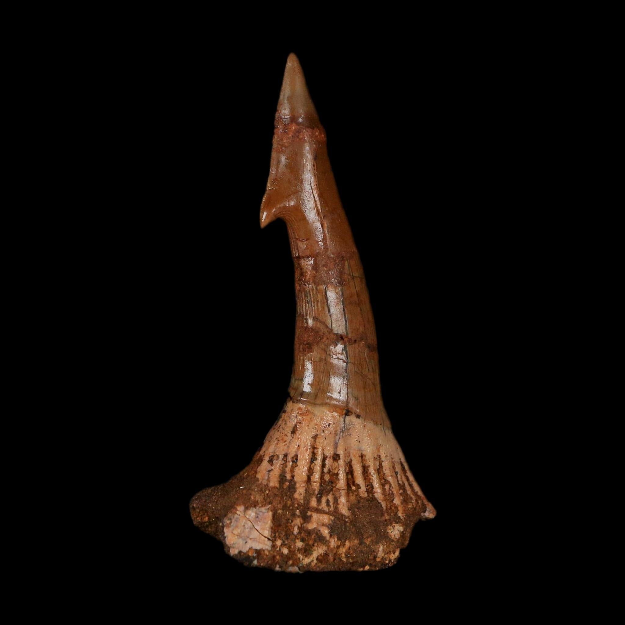 XL 2.6" Sawfish Fossil Tooth Barb Onchopristis Numidus Cretaceous Dinosaur Era COA