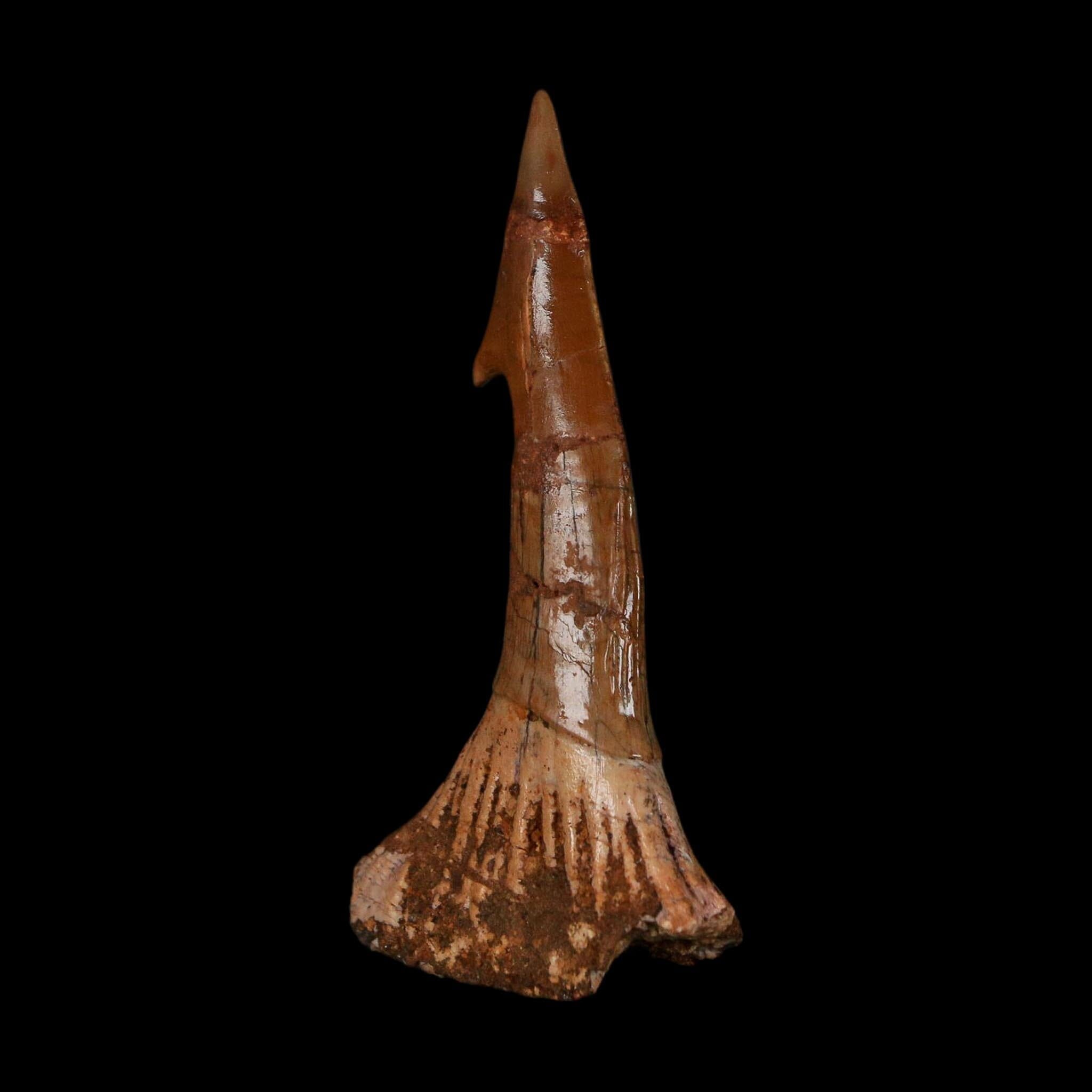 XL 2.6" Sawfish Fossil Tooth Barb Onchopristis Numidus Cretaceous Dinosaur Era COA