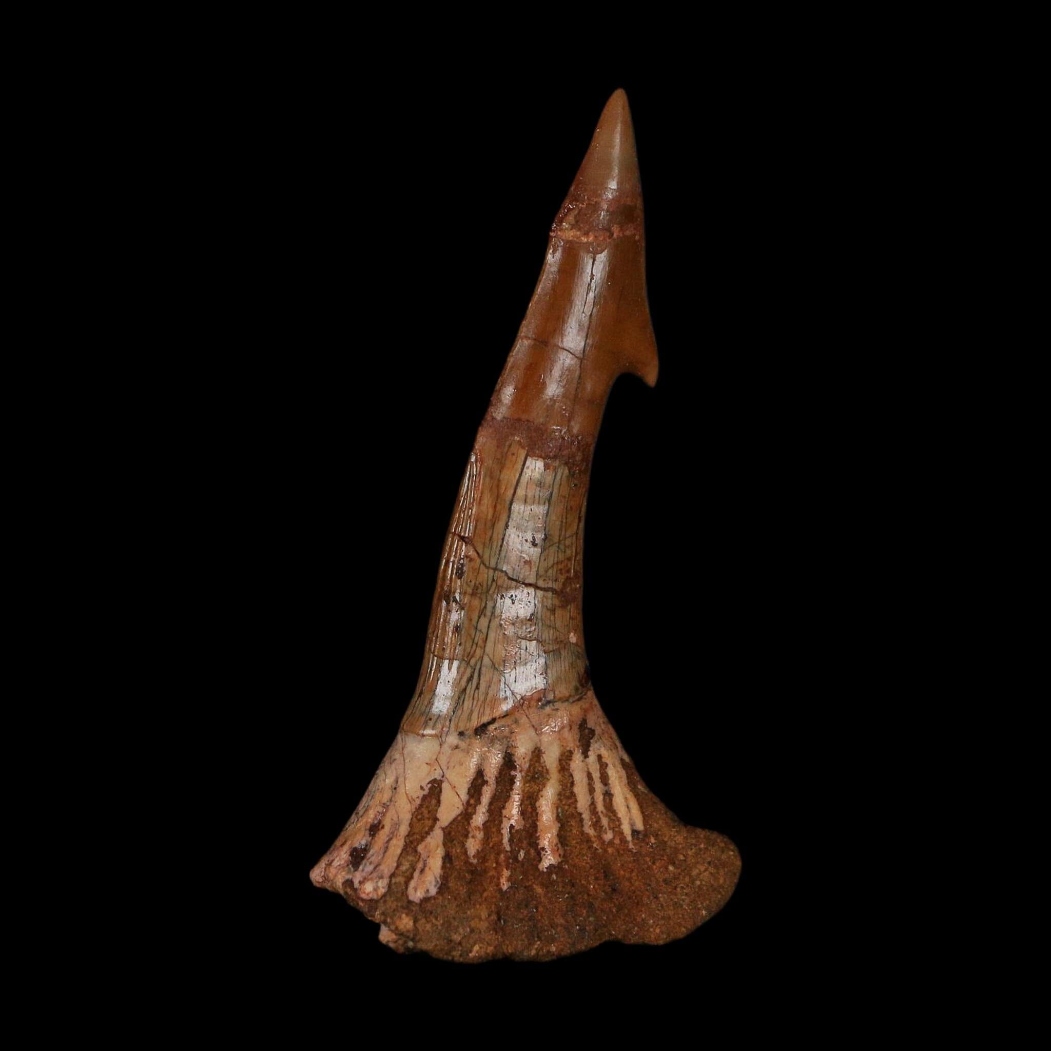 XL 2.6" Sawfish Fossil Tooth Barb Onchopristis Numidus Cretaceous Dinosaur Era COA