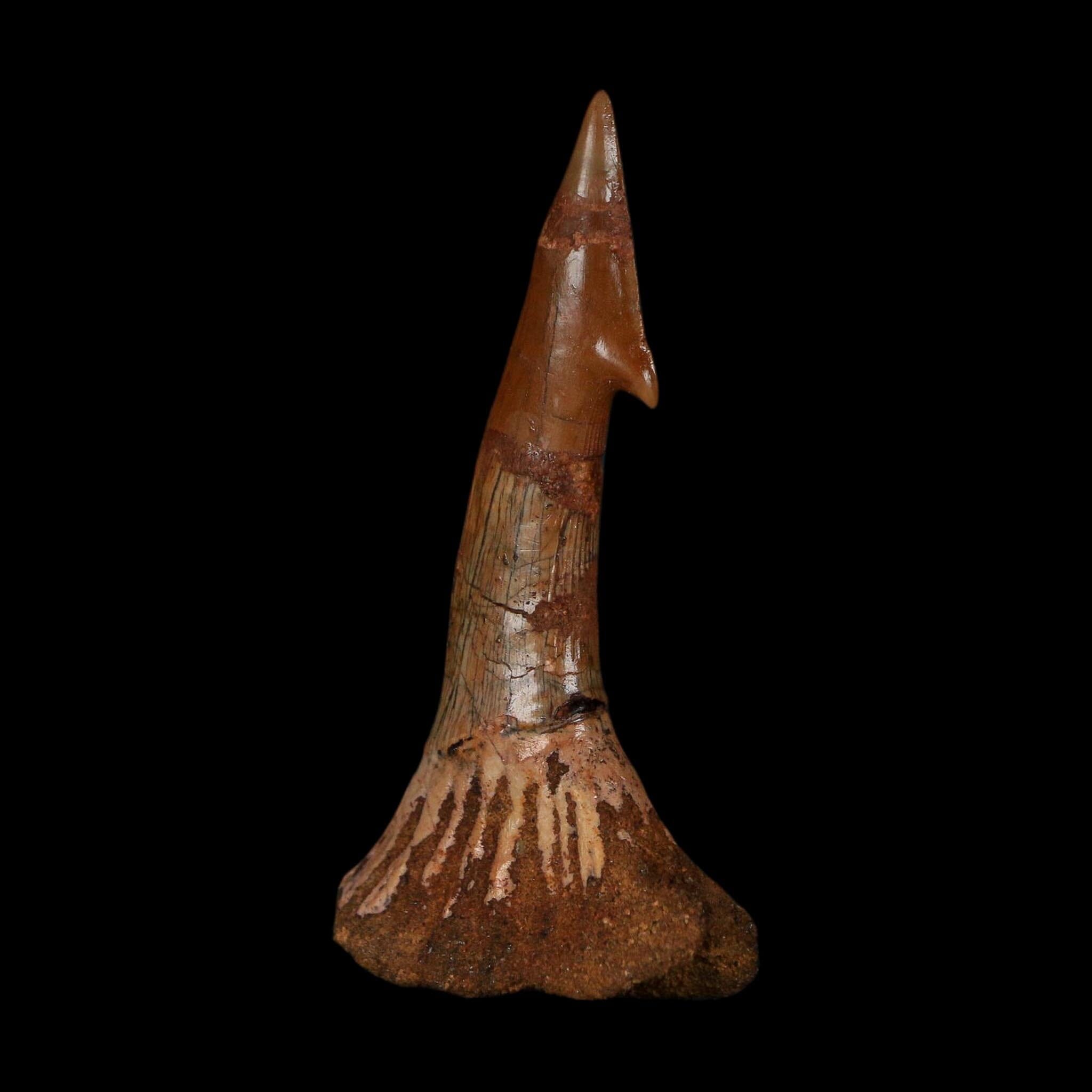 XL 2.6" Sawfish Fossil Tooth Barb Onchopristis Numidus Cretaceous Dinosaur Era COA