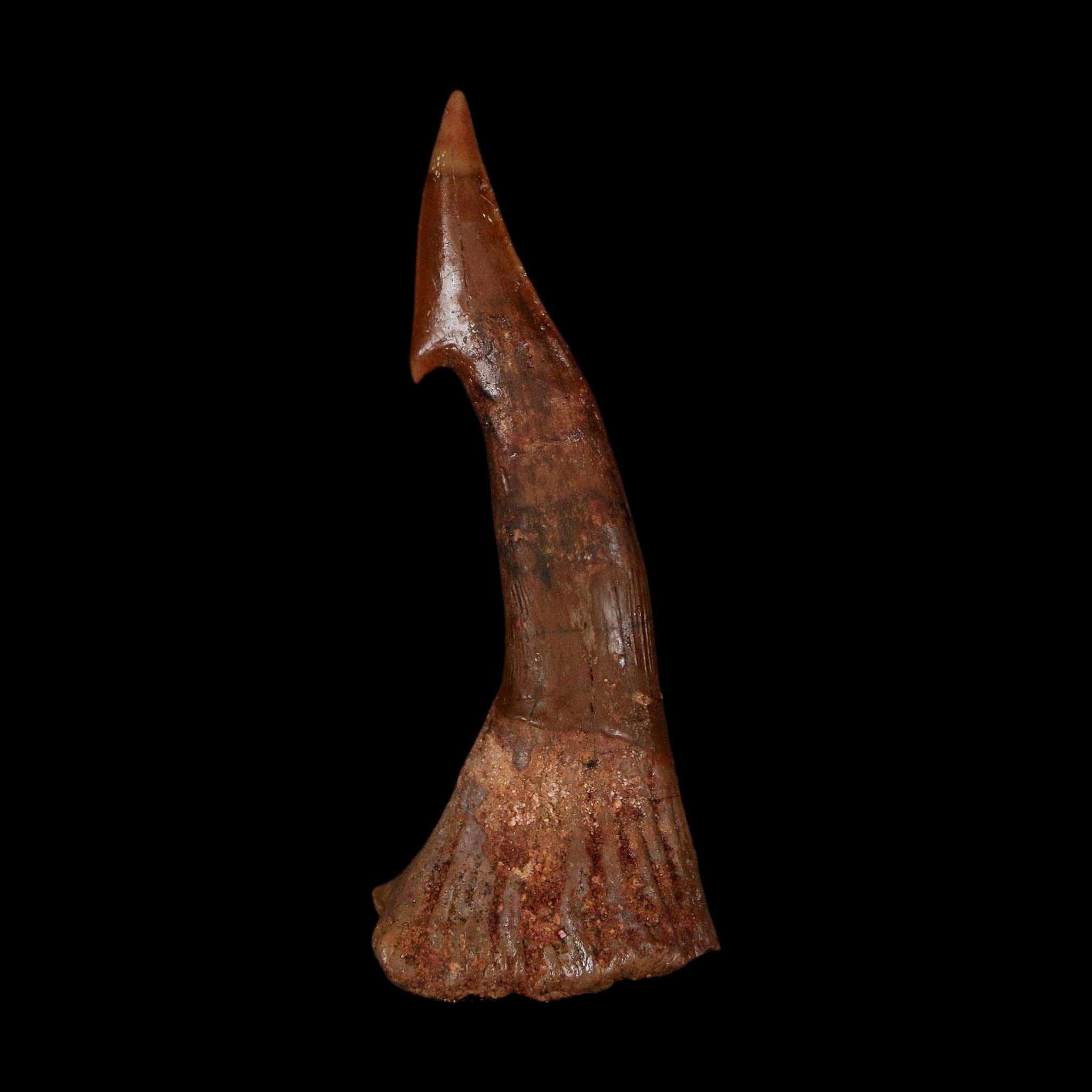 XL 3" Sawfish Fossil Tooth Barb Onchopristis Numidus Cretaceous Dinosaur Era COA