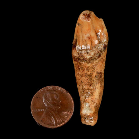 2" Extinct Cave Bear Ursus Spelaeus Incisor Tooth Rooted Pleistocene Age COA, Stand - Fossil Age Minerals