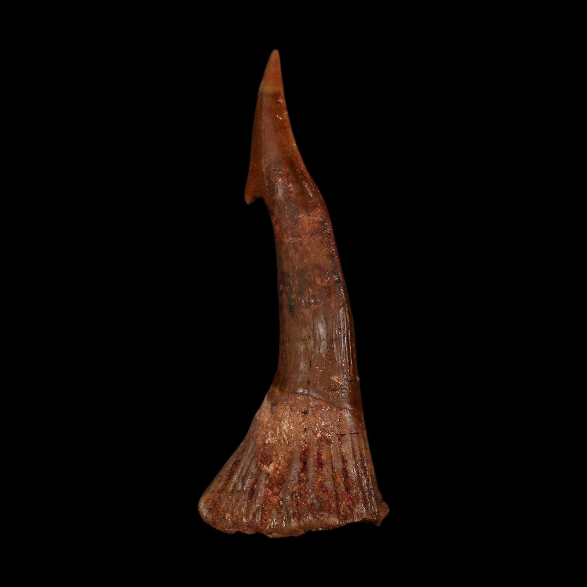 XL 3" Sawfish Fossil Tooth Barb Onchopristis Numidus Cretaceous Dinosaur Era COA