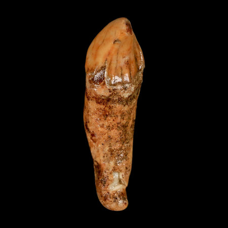 2" Extinct Cave Bear Ursus Spelaeus Incisor Tooth Rooted Pleistocene Age COA, Stand