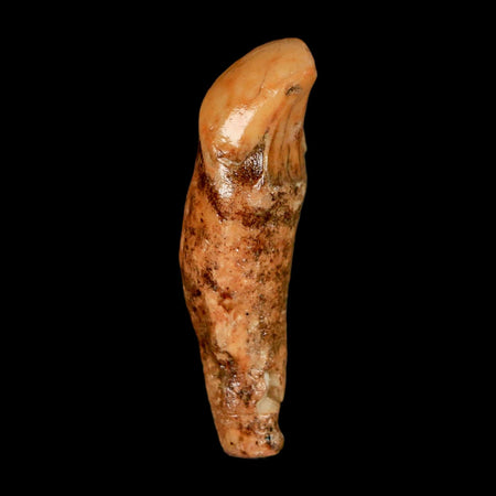 2" Extinct Cave Bear Ursus Spelaeus Incisor Tooth Rooted Pleistocene Age COA, Stand