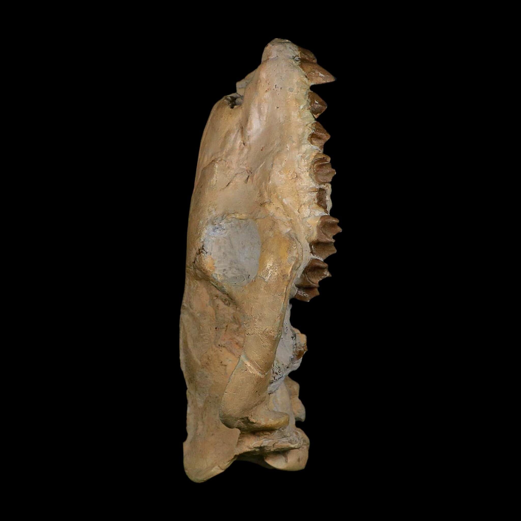 5.9" Oreodont Merycoidodon Fossil Skull Teeth Oligocene Age Badlands SD COA - Fossil Age Minerals
