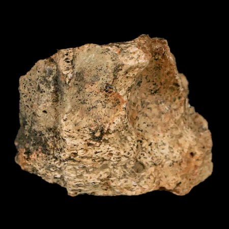 1.7" Triceratops Fossil Jaw Maxilla Bone Lance Creek FM Cretaceous Dinosaur WY COA