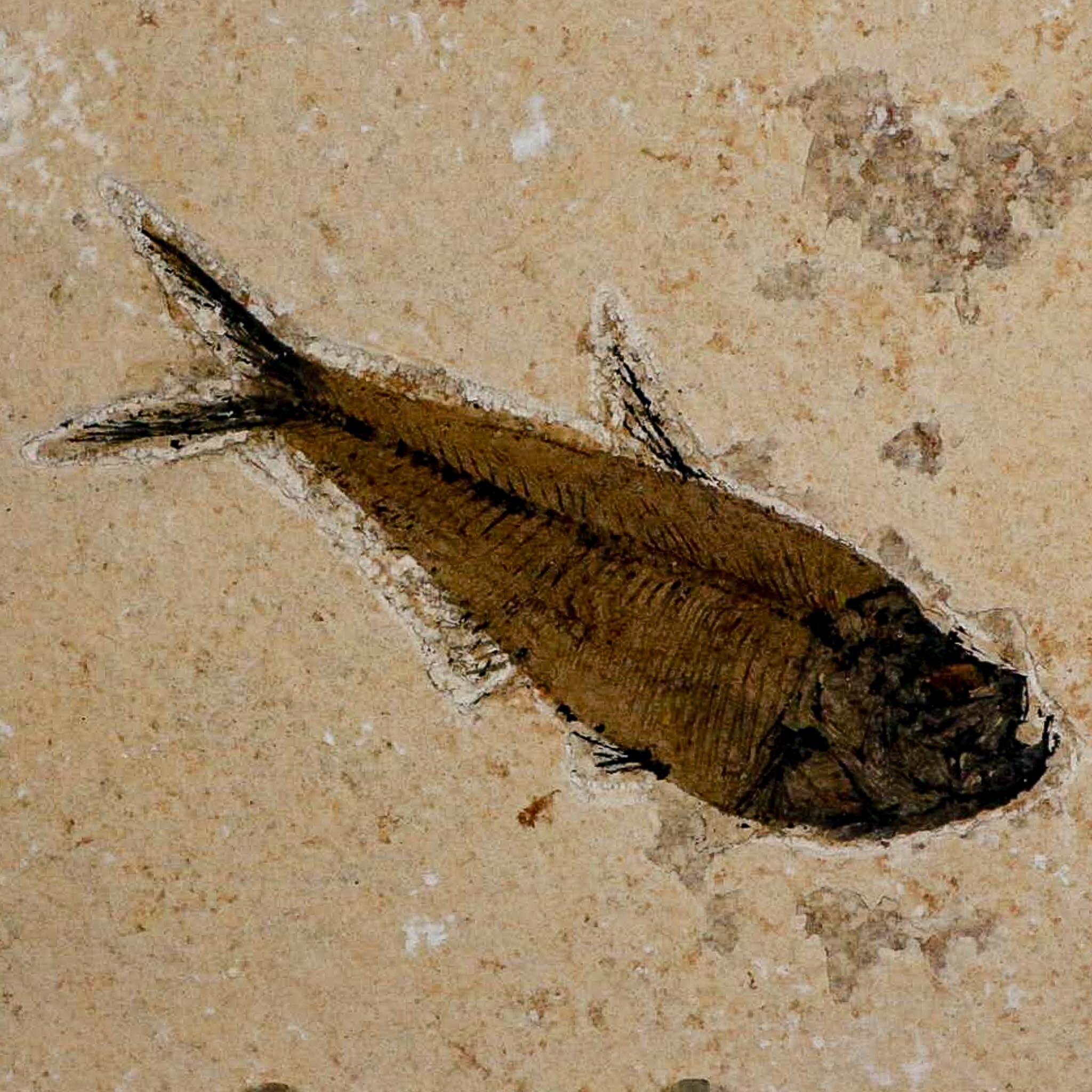 XL 4" Diplomystus Dentatus Fossil Fish Green River FM WY Eocene Age COA, Stand - Fossil Age Minerals