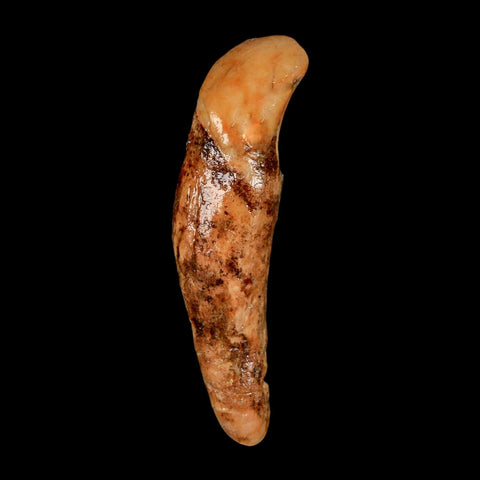 2" Extinct Cave Bear Ursus Spelaeus Incisor Tooth Rooted Pleistocene Age COA, Stand - Fossil Age Minerals