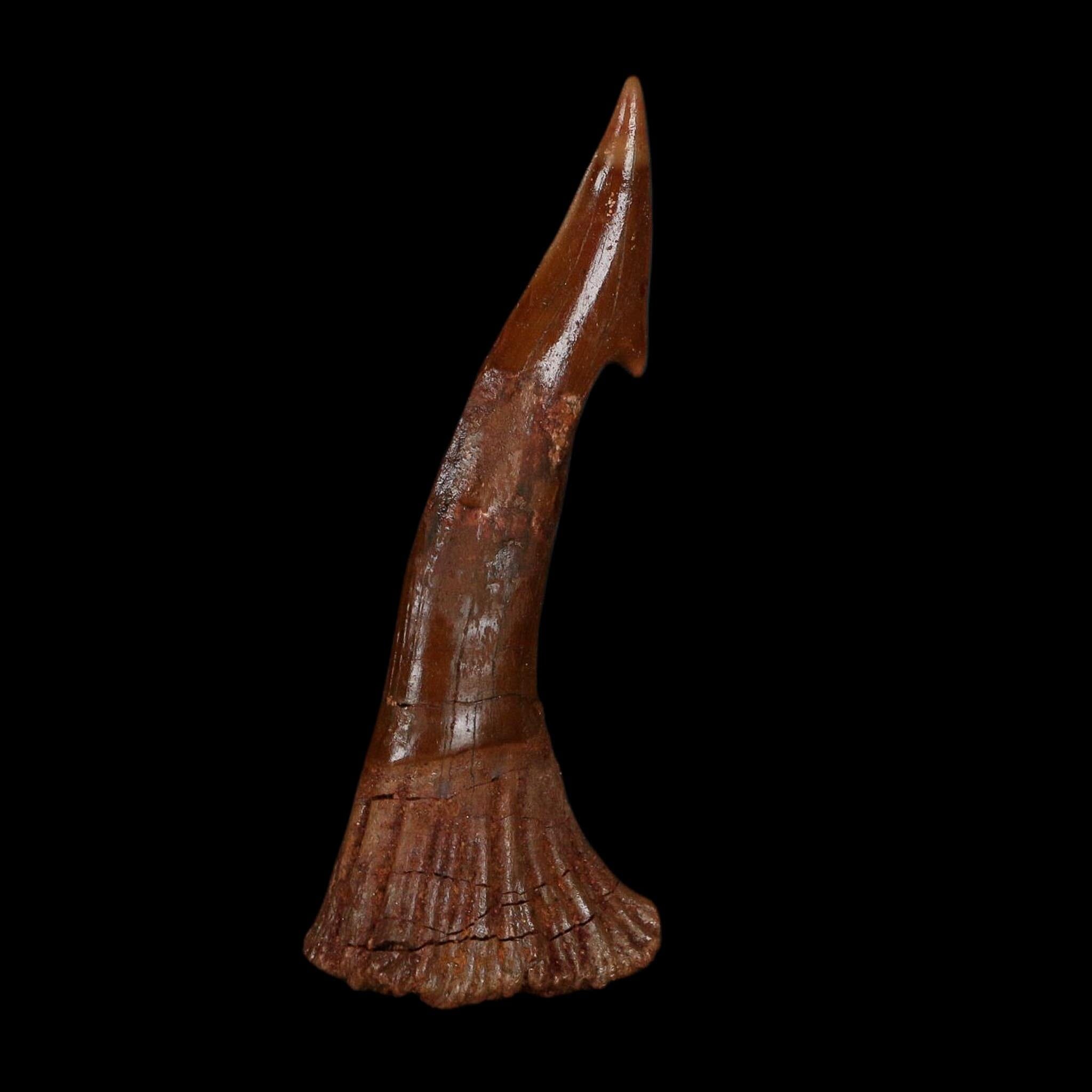 XL 3" Sawfish Fossil Tooth Barb Onchopristis Numidus Cretaceous Dinosaur Era COA