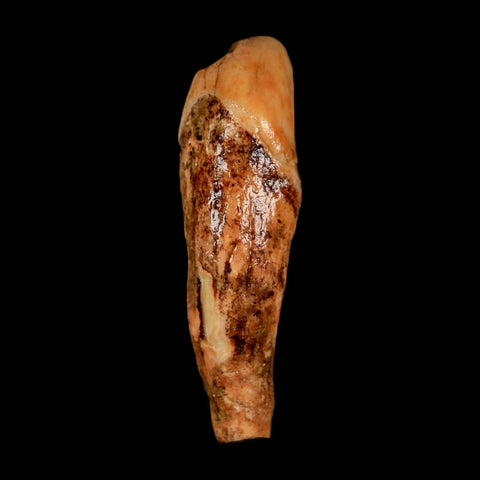 2" Extinct Cave Bear Ursus Spelaeus Incisor Tooth Rooted Pleistocene Age COA, Stand - Fossil Age Minerals
