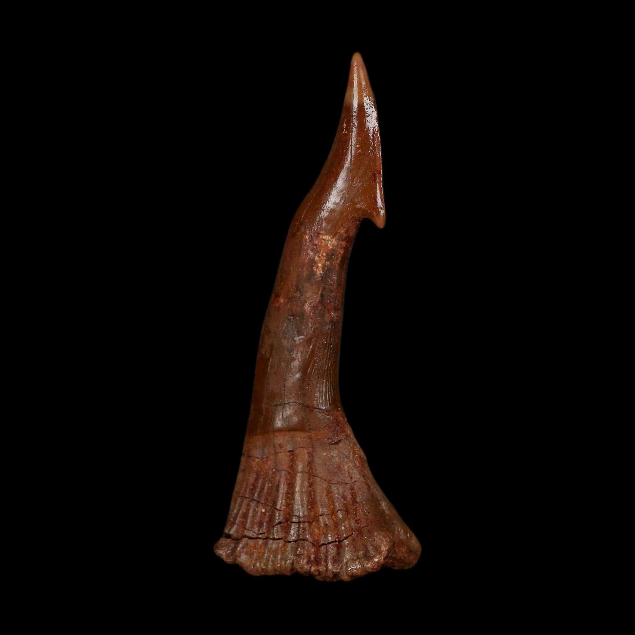 XL 3" Sawfish Fossil Tooth Barb Onchopristis Numidus Cretaceous Dinosaur Era COA