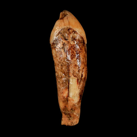2" Extinct Cave Bear Ursus Spelaeus Incisor Tooth Rooted Pleistocene Age COA, Stand - Fossil Age Minerals