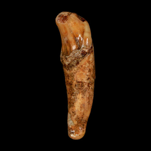 2" Extinct Cave Bear Ursus Spelaeus Incisor Tooth Rooted Pleistocene Age COA, Stand - Fossil Age Minerals