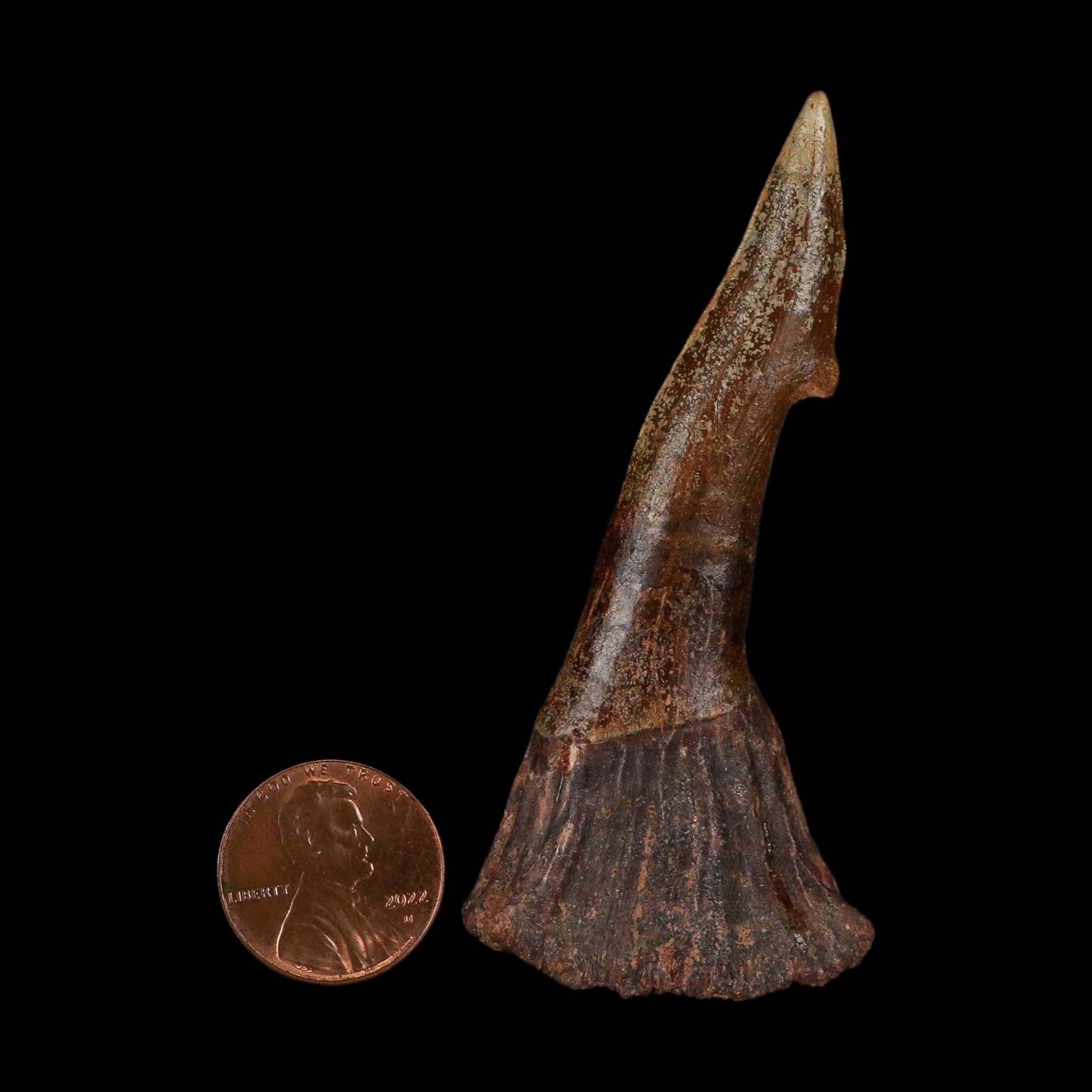 XL 3" Sawfish Fossil Tooth Barb Onchopristis Numidus Cretaceous Dinosaur Era COA