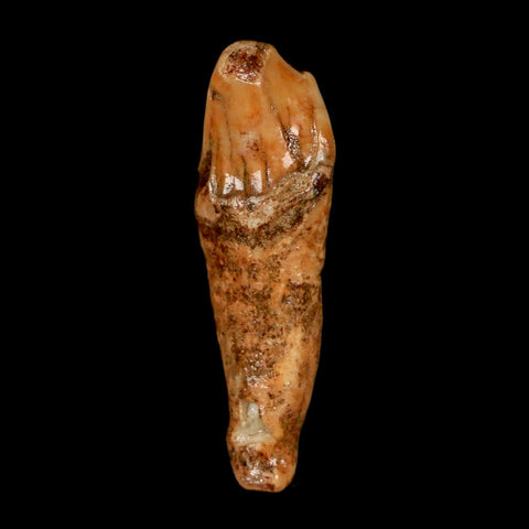 2" Extinct Cave Bear Ursus Spelaeus Incisor Tooth Rooted Pleistocene Age COA, Stand - Fossil Age Minerals