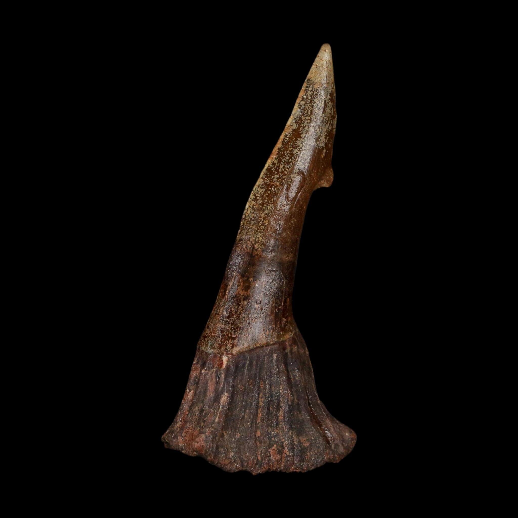 XL 3" Sawfish Fossil Tooth Barb Onchopristis Numidus Cretaceous Dinosaur Era COA