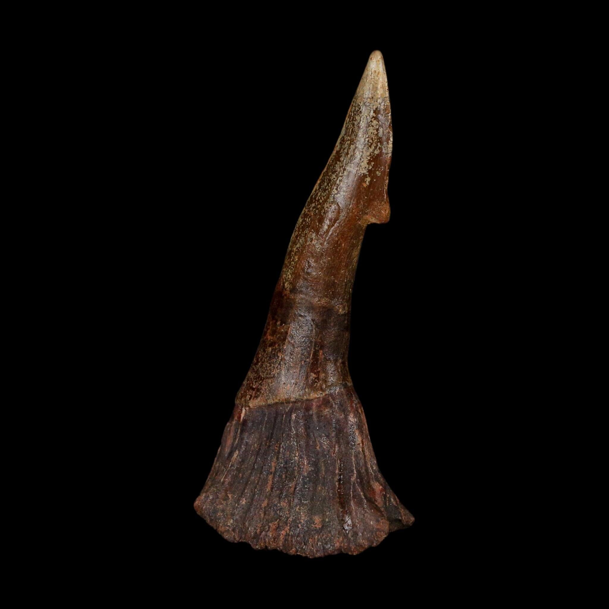XL 3" Sawfish Fossil Tooth Barb Onchopristis Numidus Cretaceous Dinosaur Era COA
