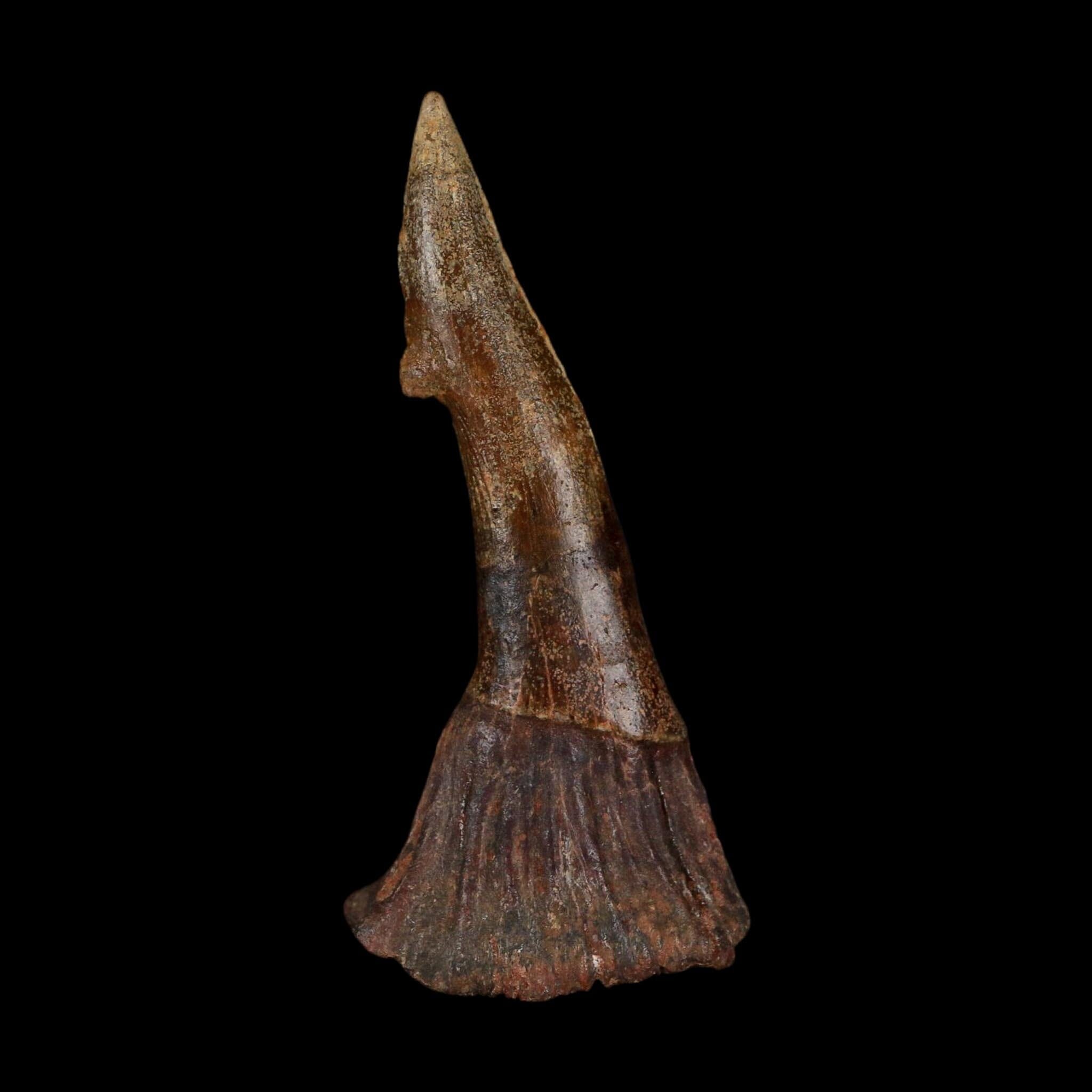 XL 3" Sawfish Fossil Tooth Barb Onchopristis Numidus Cretaceous Dinosaur Era COA